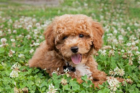 Low Shedding Breeds of Dogs: The Ultimate List for Allergy Sufferers